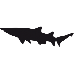Sticker Requin Adhésif pour Bateau